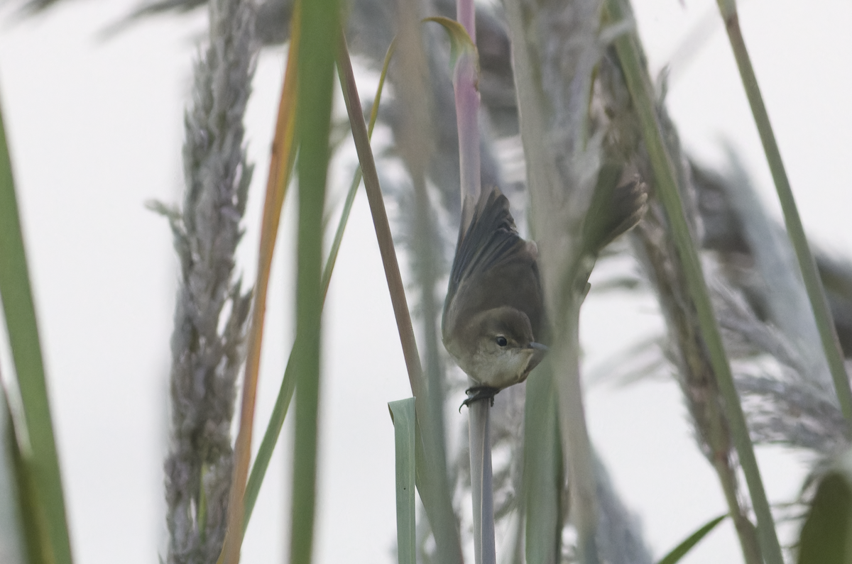 Stentorrohrsänger - ML645257835