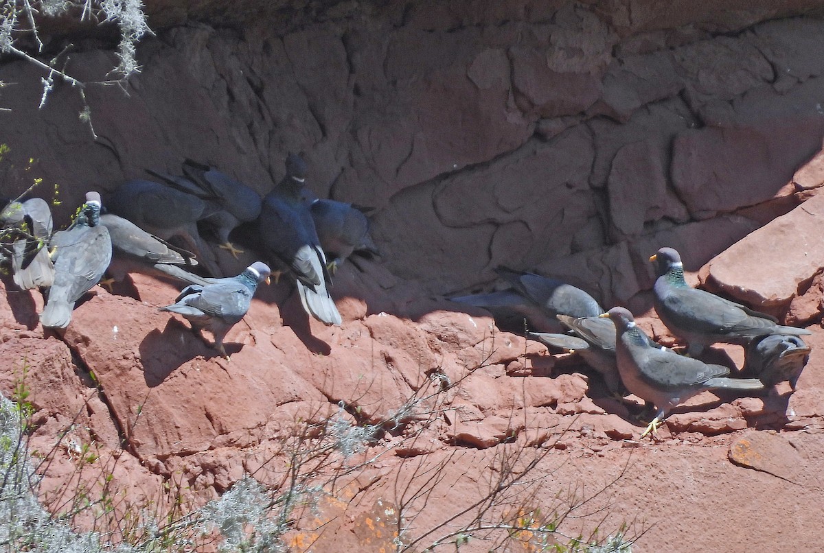 Band-tailed Pigeon - ML645257837