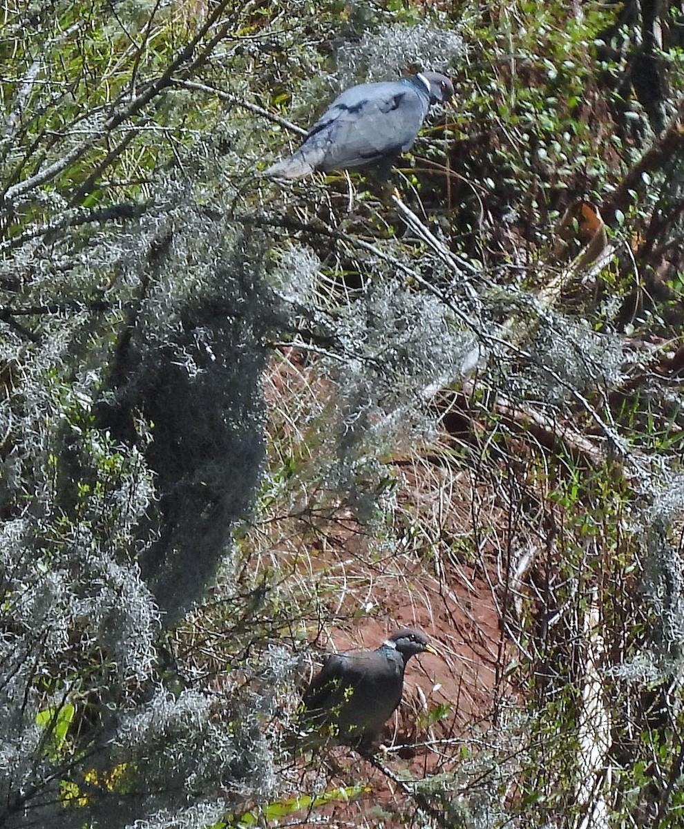 Band-tailed Pigeon - ML645257841