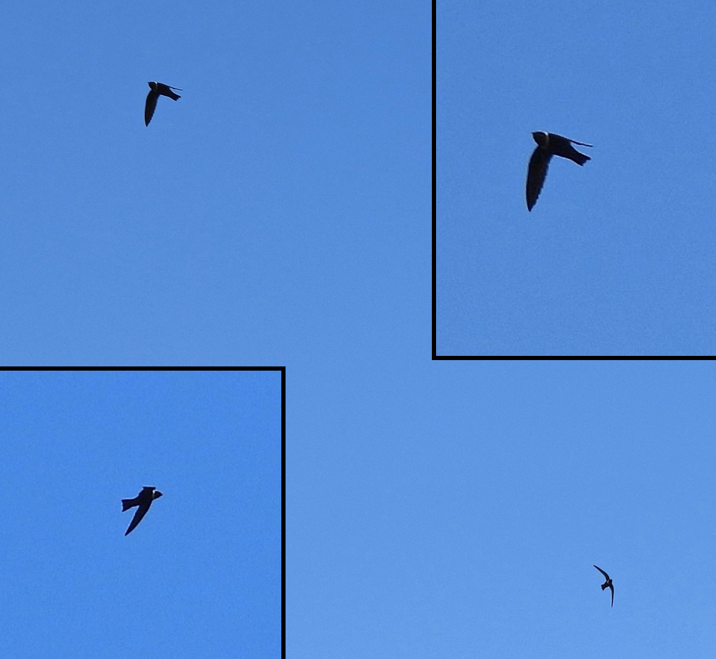 White-collared Swift - ML645257847