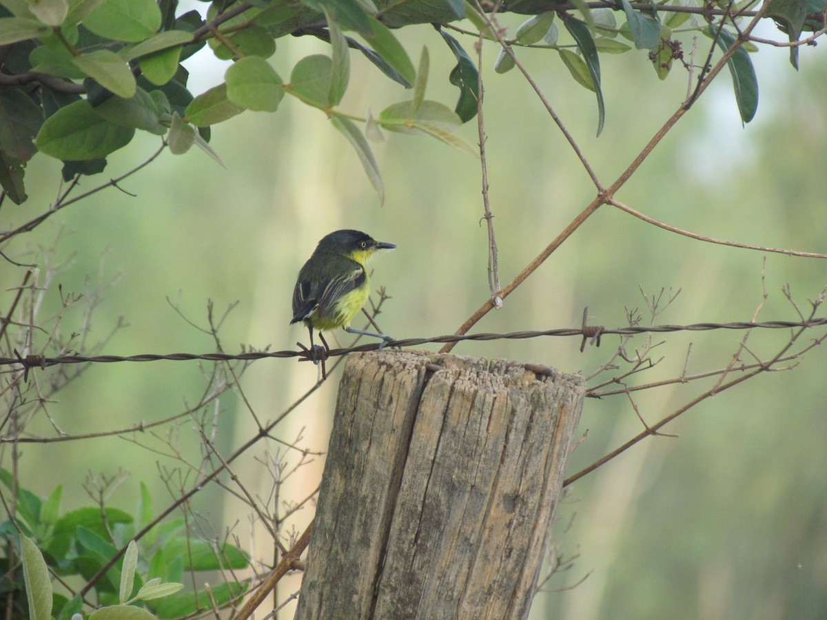 Common Tody-Flycatcher - ML645257848