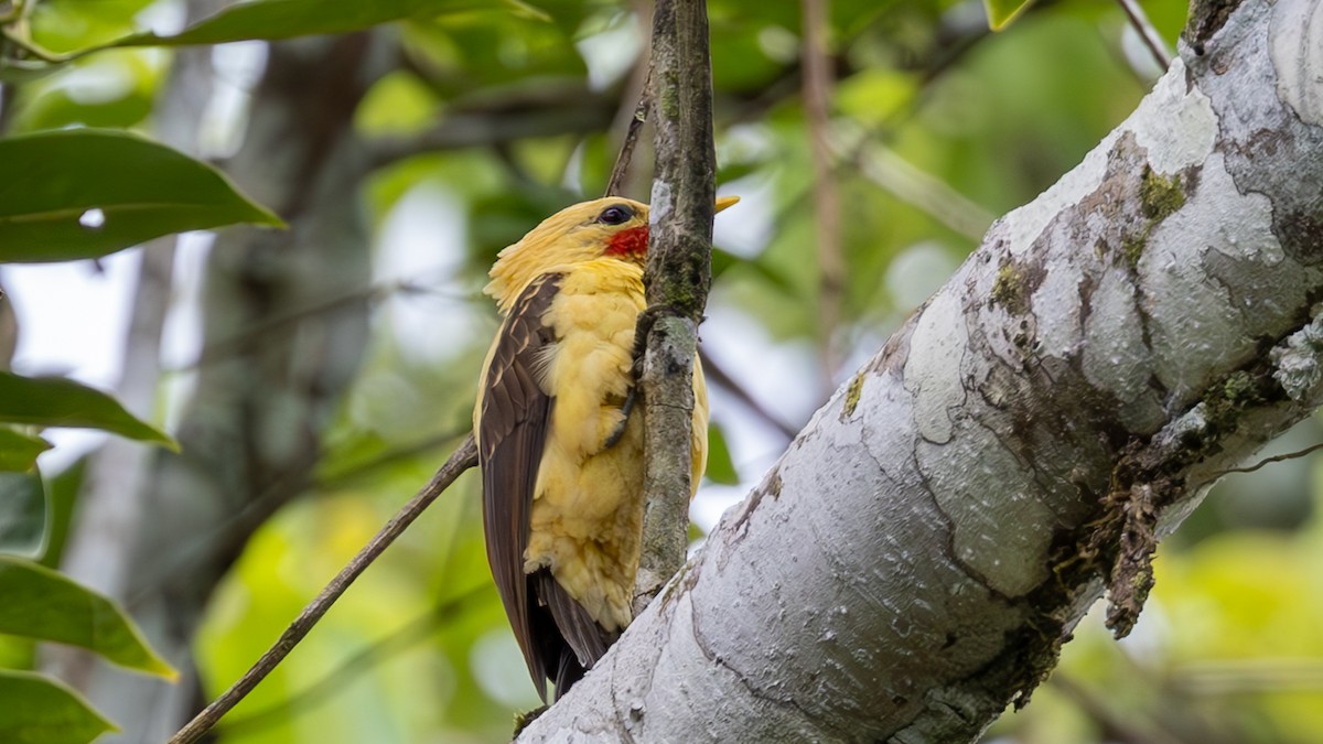Cream-colored Woodpecker - ML645257852