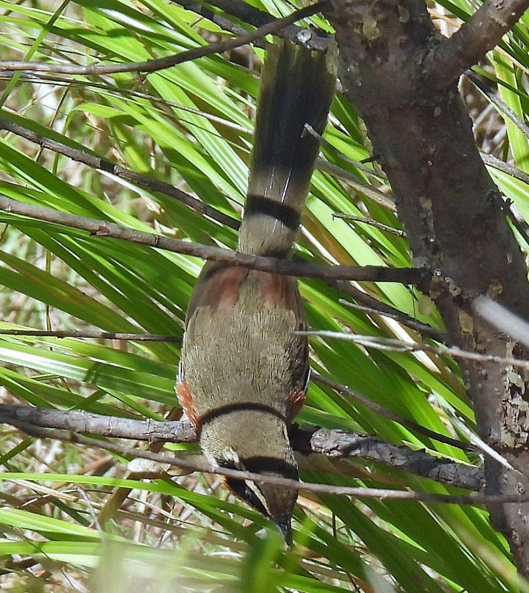Zeytin Tepeli Hilalgerdan - ML645257854