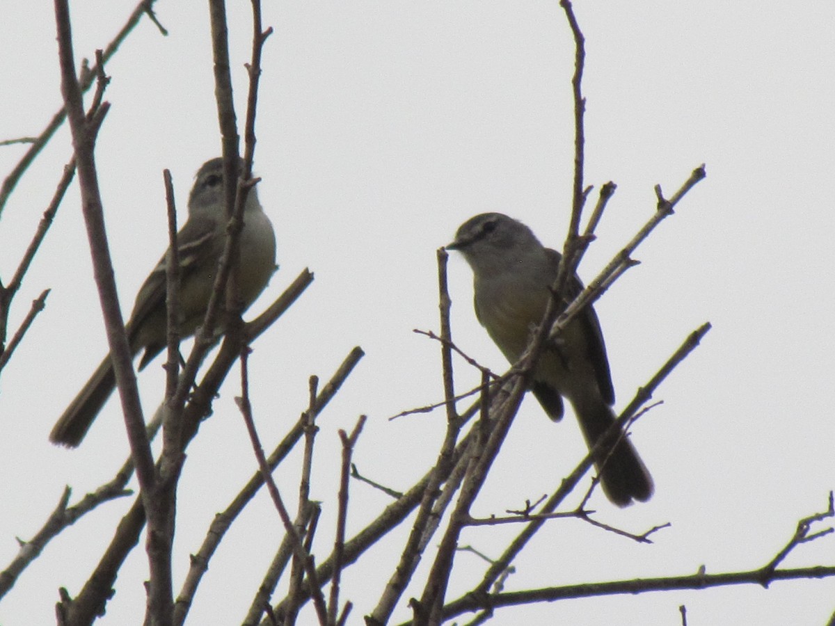 Southern Beardless-Tyrannulet - ML645257859