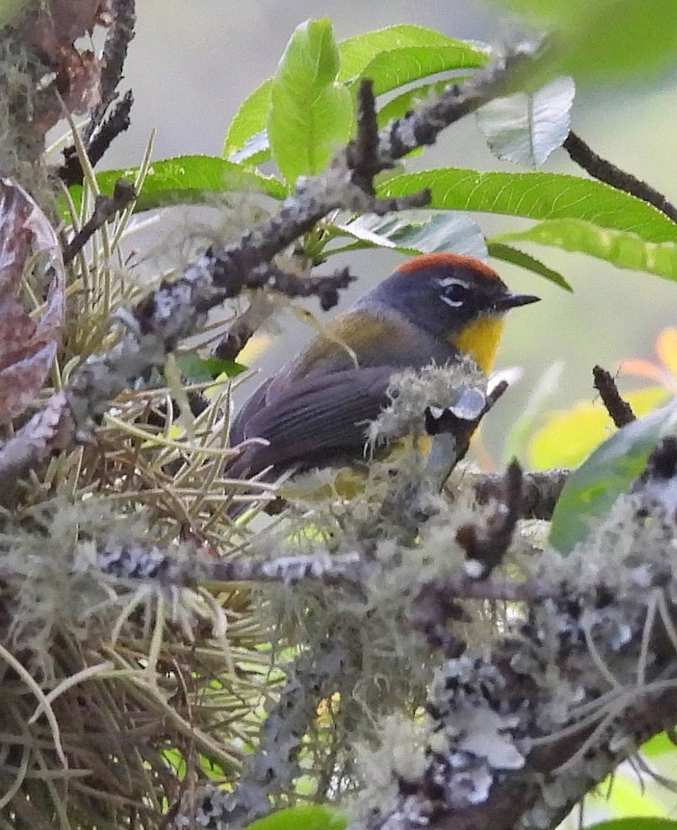 Brown-capped Redstart - ML645257865