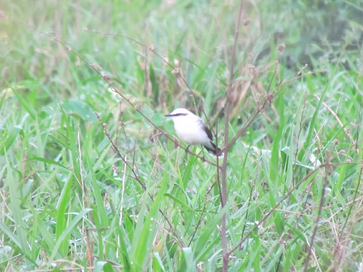 Masked Water-Tyrant - ML645257880