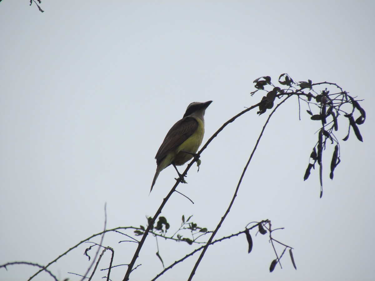 Great Kiskadee - ML645257890