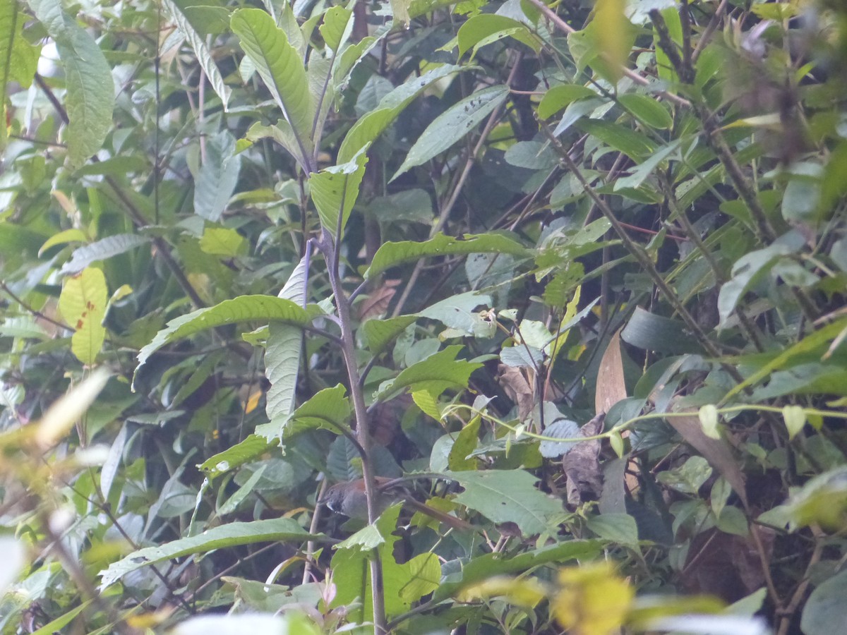 ミヤマオナガカマドドリ - ML645257891