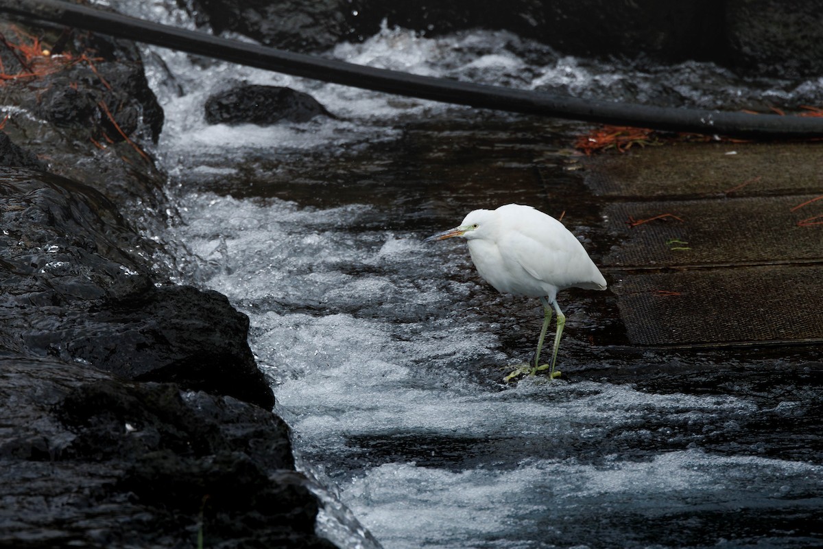 Chinese Egret - ML645257954