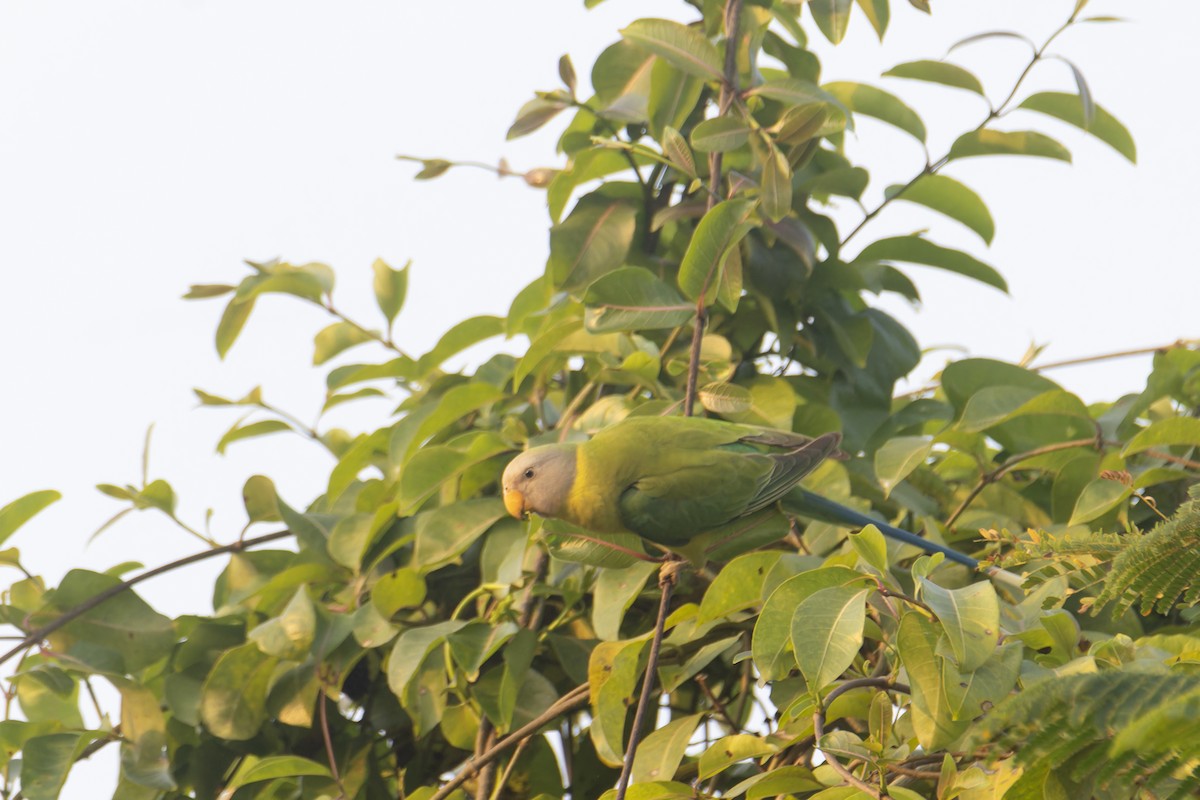 コセイインコ - ML645257958