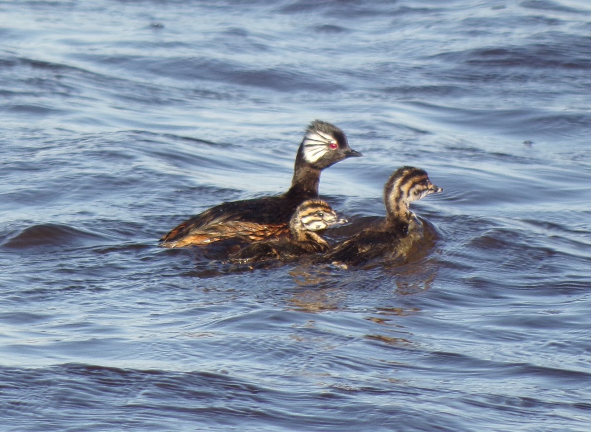 White-tufted Grebe - ML645257965