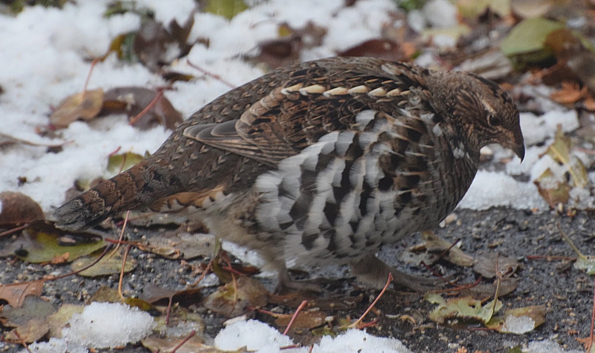 Ruffed Grouse - ML645257973