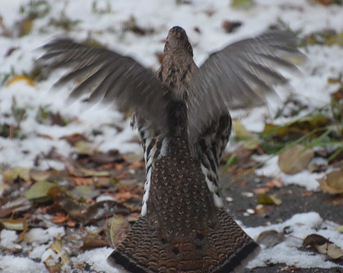 Ruffed Grouse - ML645257974