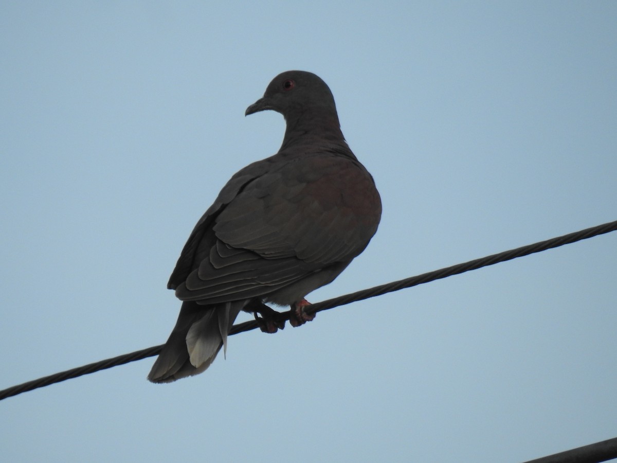Pale-vented Pigeon - ML645257978