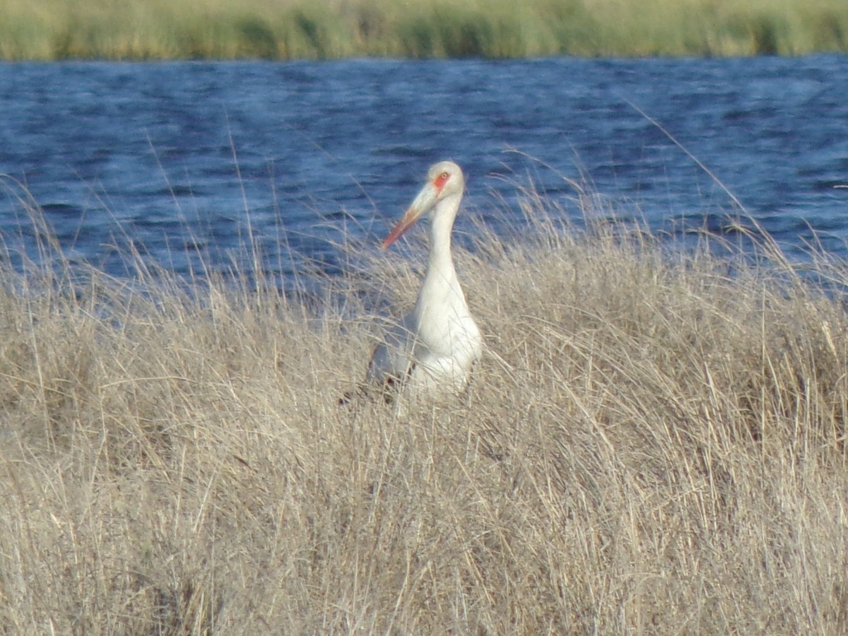 Maguari Stork - ML645257979