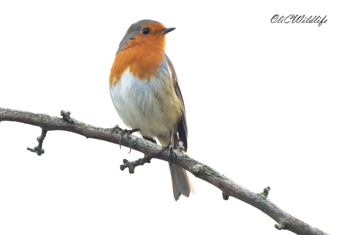European Robin - ML645257991