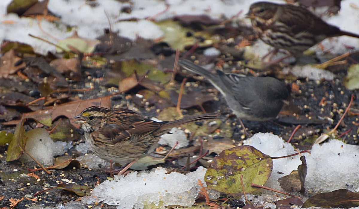 White-throated Sparrow - ML645257998