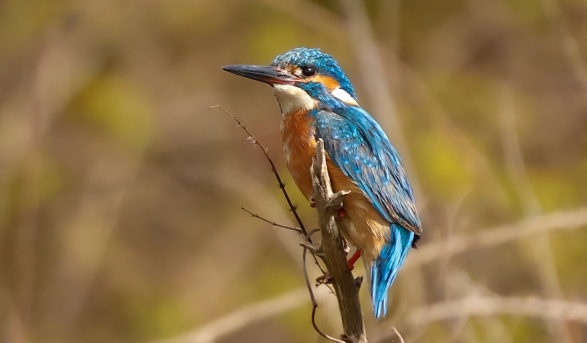 Common Kingfisher - ML645258012