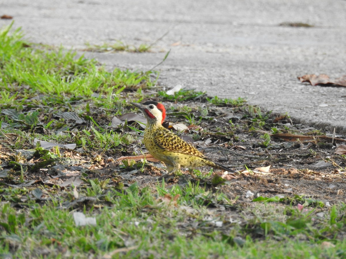 Green-barred Woodpecker - ML645258016
