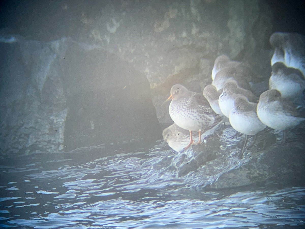 Purple Sandpiper - ML645258017