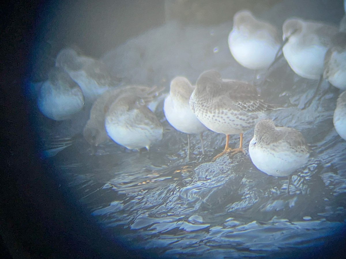 Purple Sandpiper - ML645258018