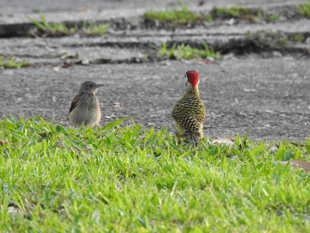 Green-barred Woodpecker - ML645258020