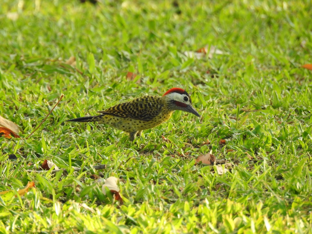 Green-barred Woodpecker - ML645258023