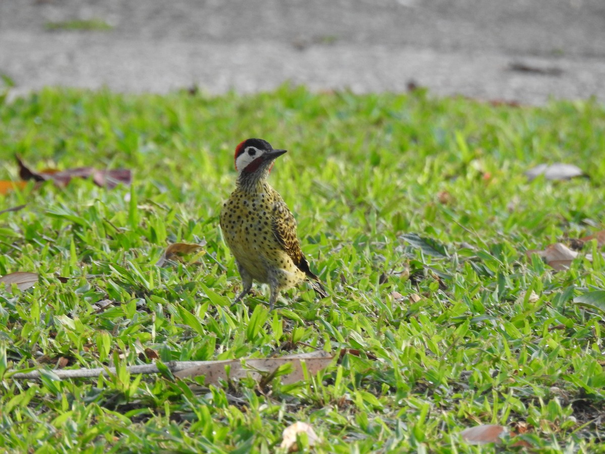 Green-barred Woodpecker - ML645258024