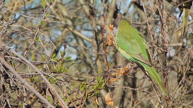 Gray-hooded Parakeet - ML645258026