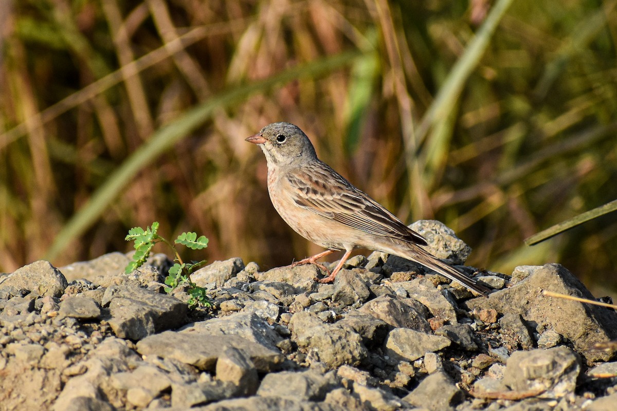 strnad pustinný - ML645258027