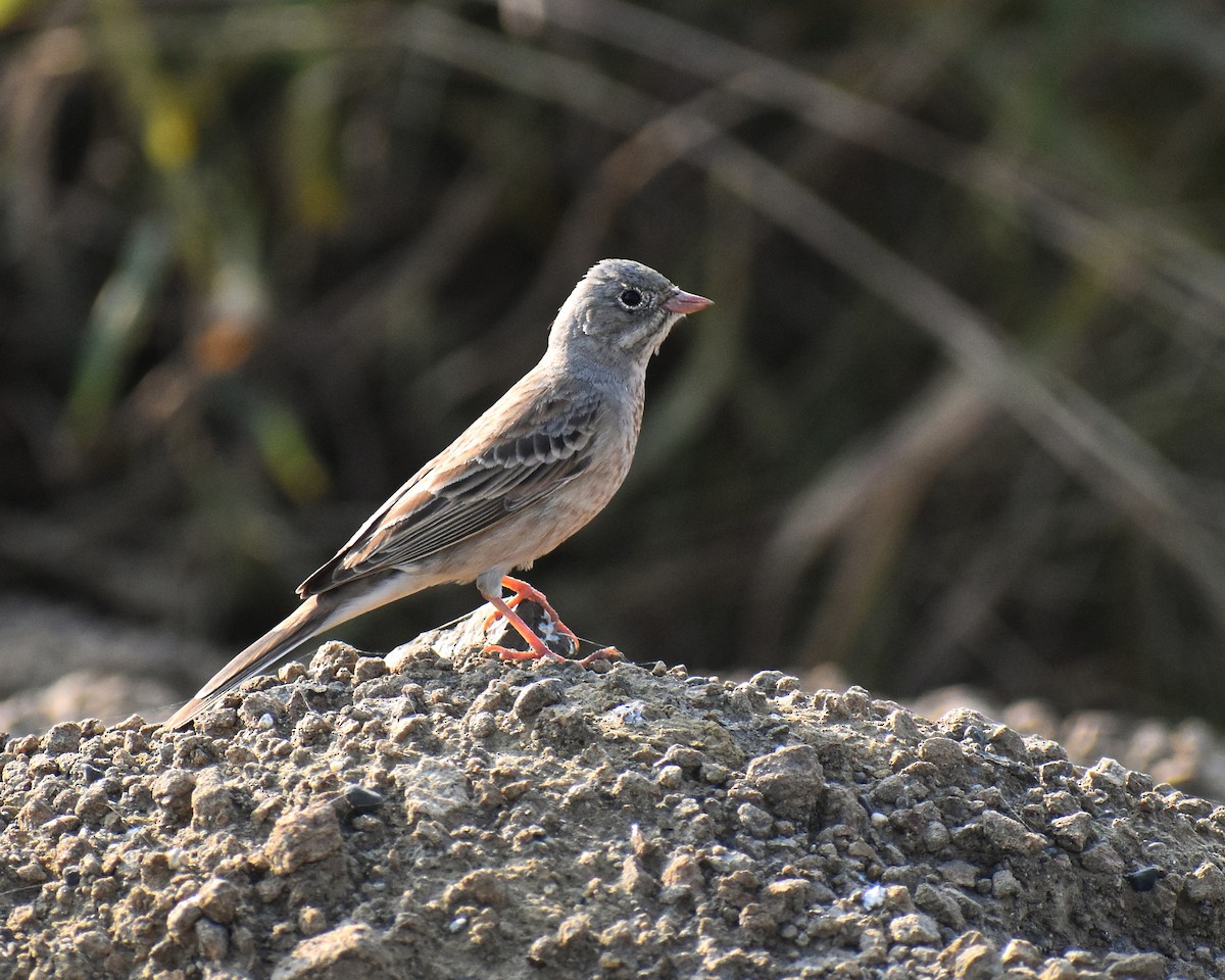 strnad pustinný - ML645258028