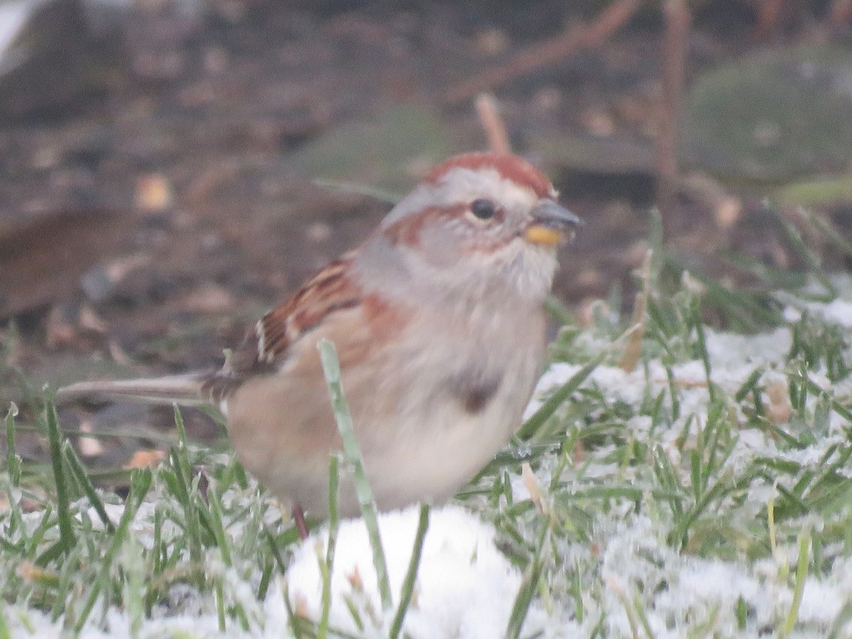 Пасовник північний - ML645258035