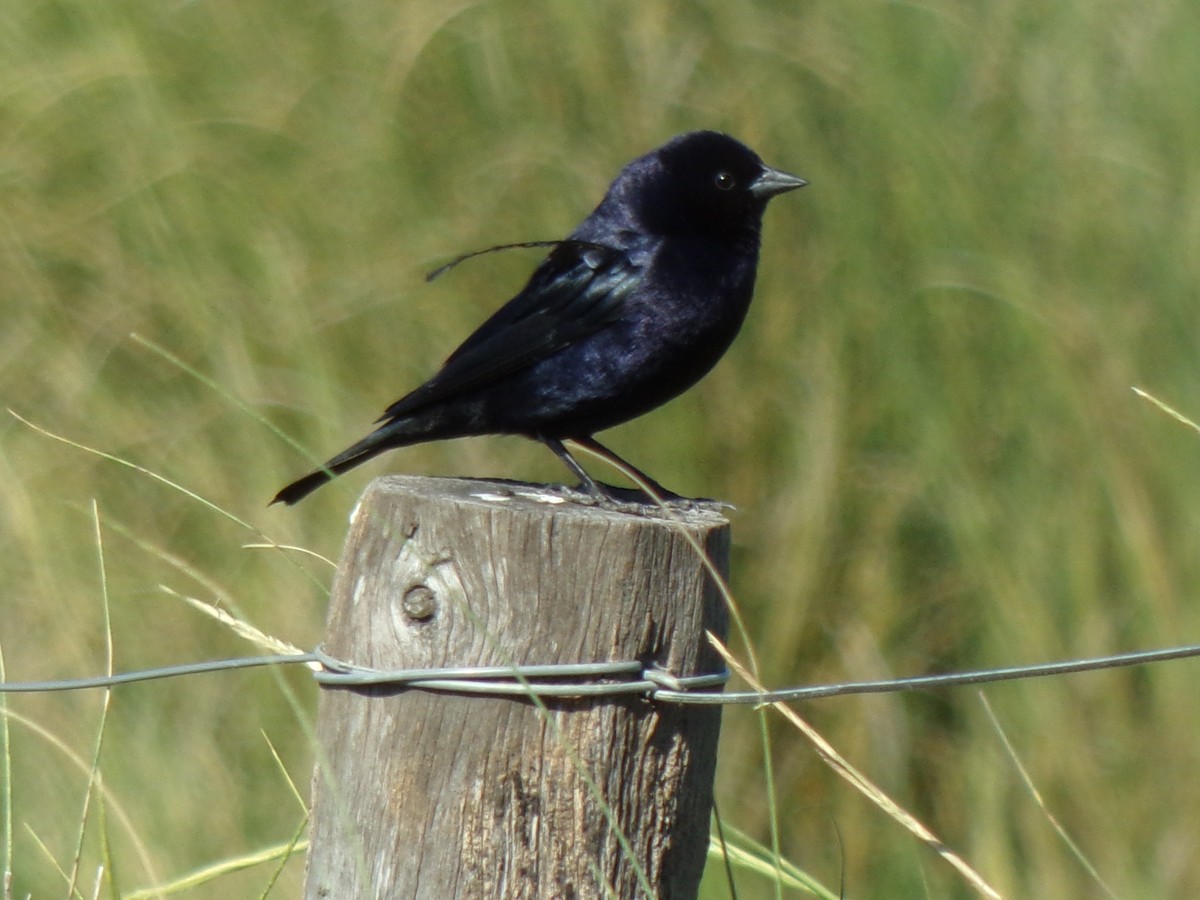 Screaming Cowbird - ML645258050