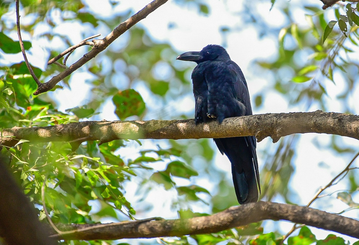 Large-billed Crow (Indian Jungle) - ML645258064