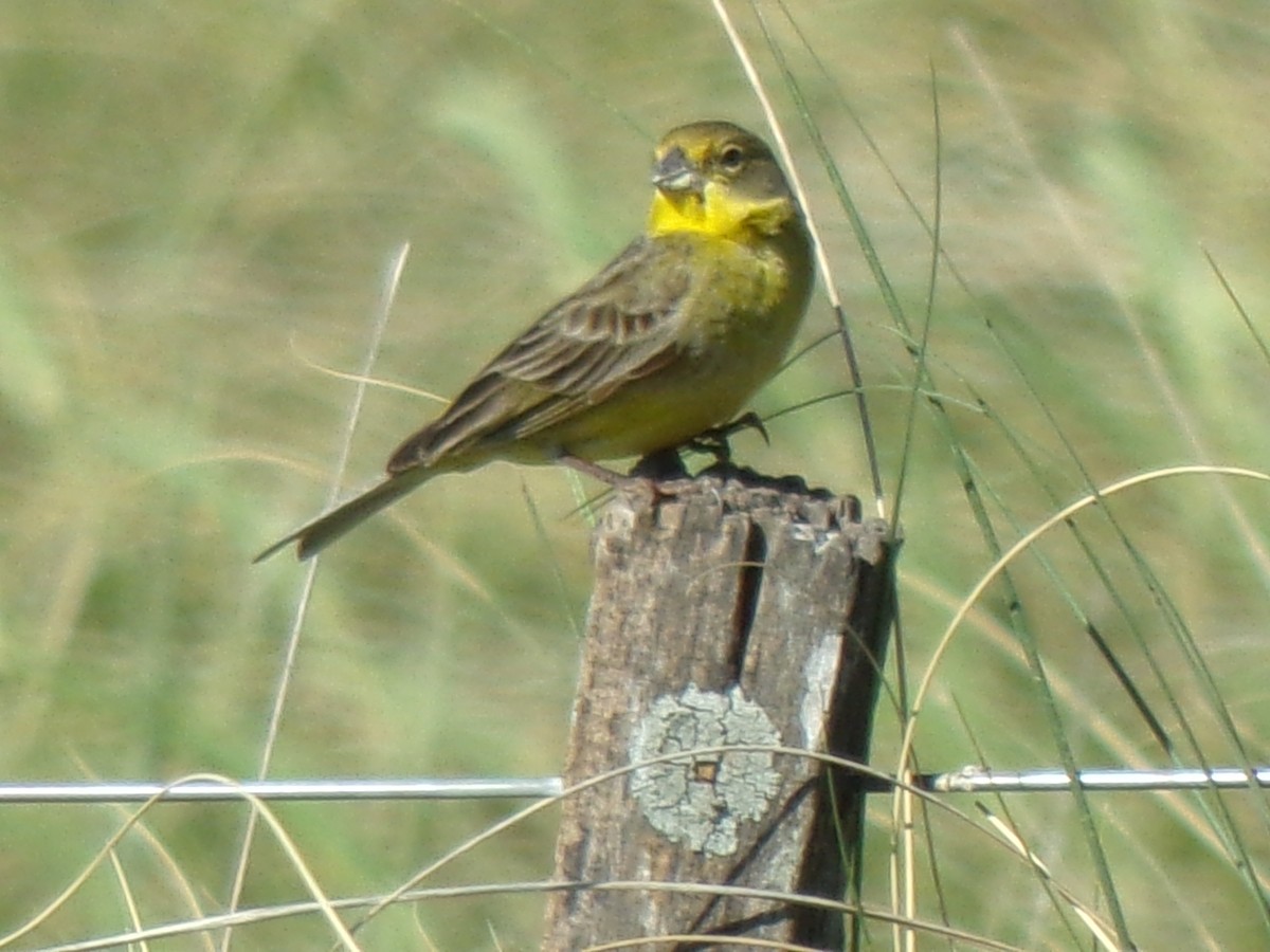 Короткоклювый зерноед - ML645258067