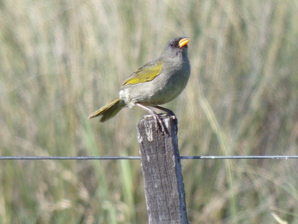 Great Pampa-Finch - ML645258070