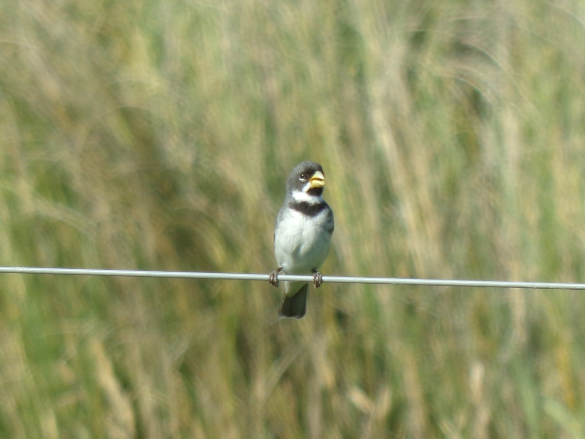 Double-collared Seedeater - ML645258073