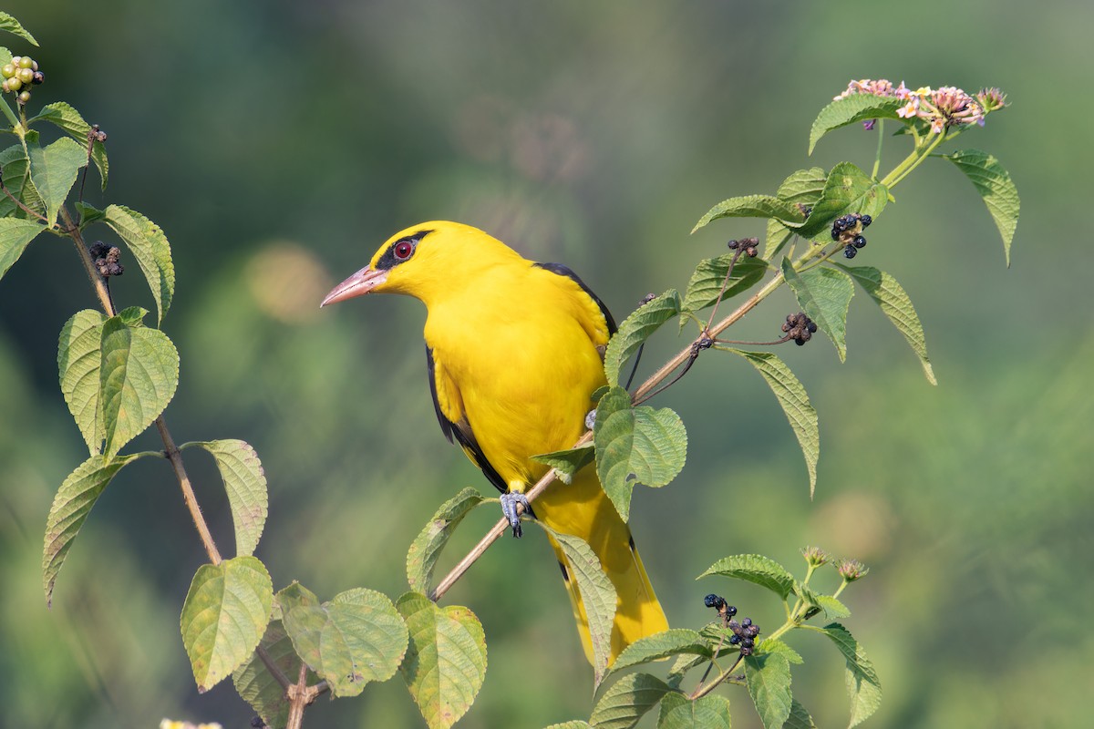 Loriot indien - ML645258081