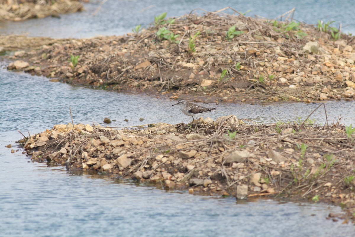 Einsiedelwasserläufer - ML645258096