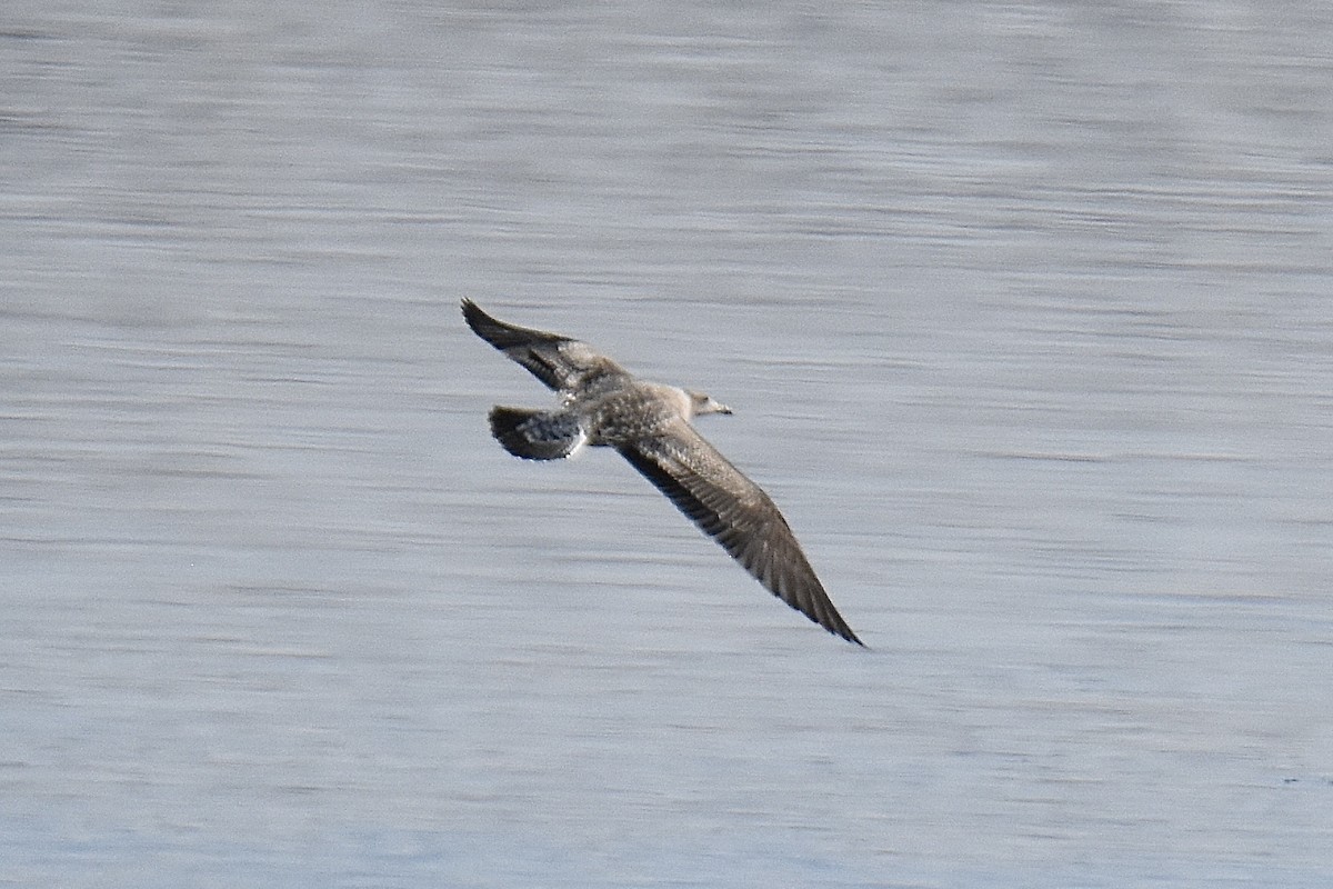 Lesser Black-backed Gull - ML645258097