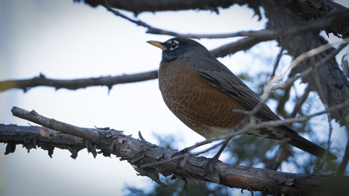 American Robin - ML645258098