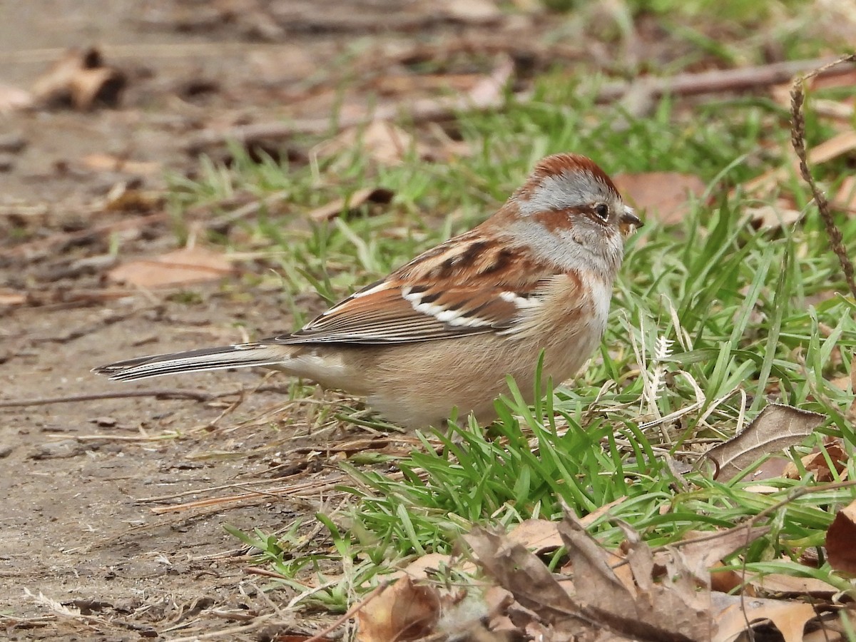 American Tree Sparrow - ML645258110