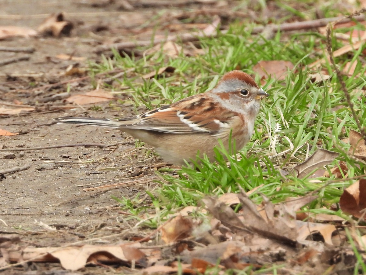 American Tree Sparrow - ML645258111
