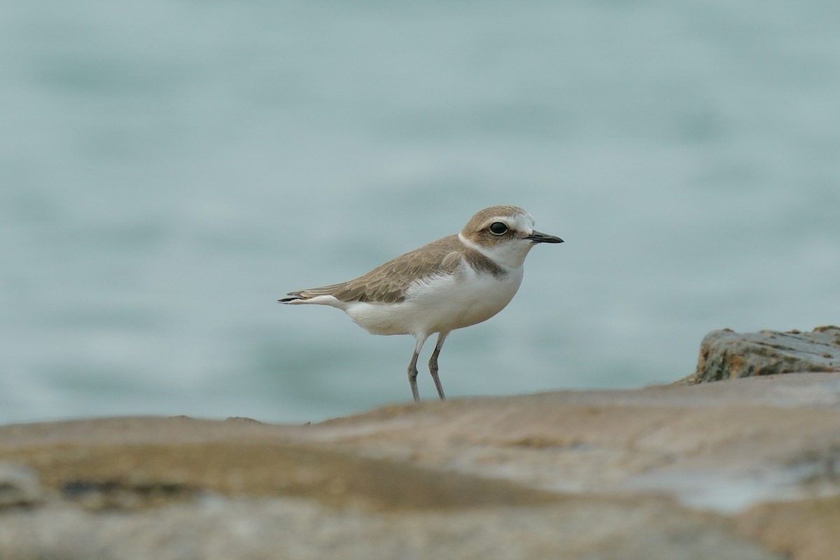 Kentish Plover - ML645258115