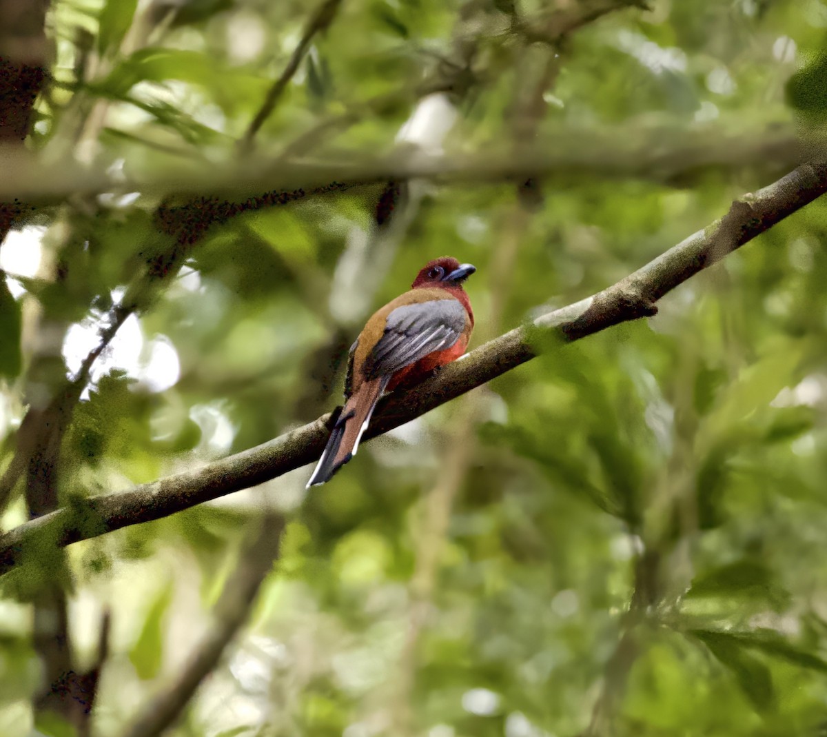 Red-headed Trogon - ML645258125