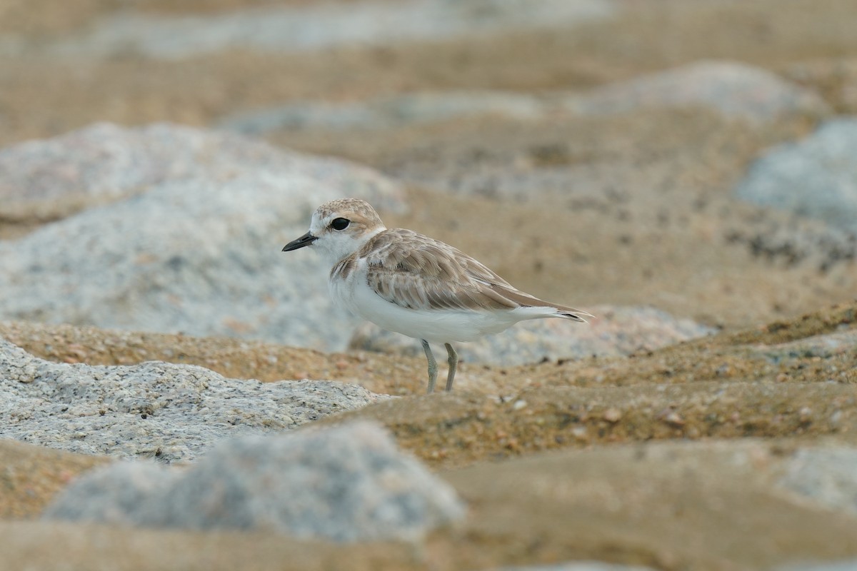 Malaysian Plover - ML645258126