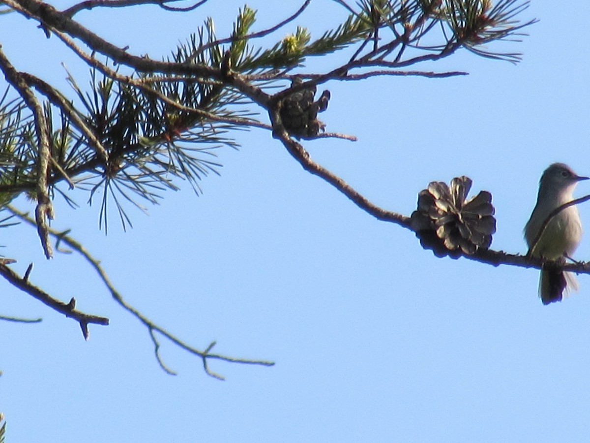 Blue-gray Gnatcatcher - ML645258128