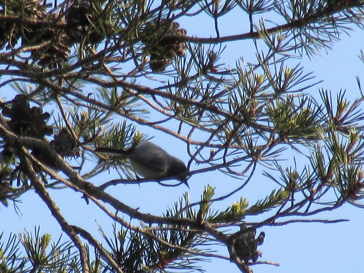 Blue-gray Gnatcatcher - ML645258129