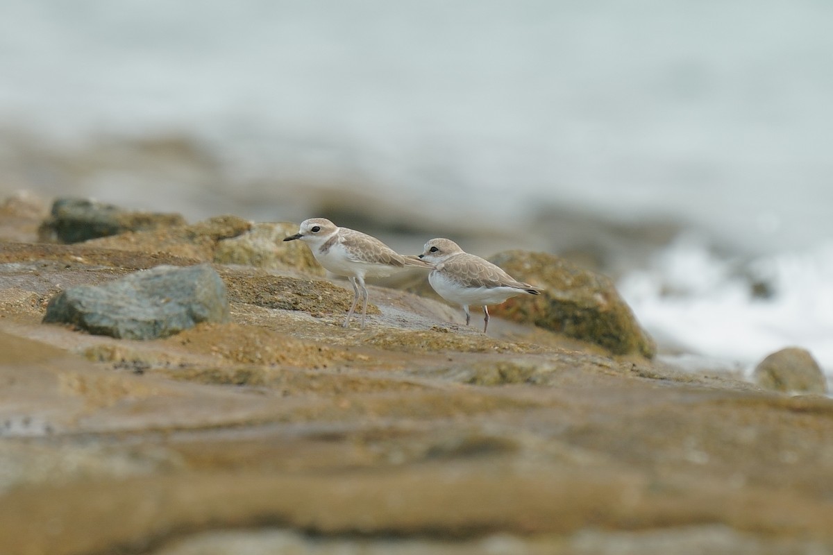White-faced Plover - ML645258131