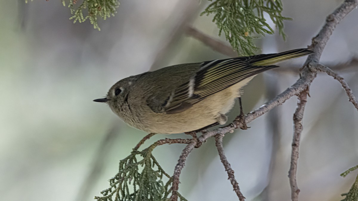 Ruby-crowned Kinglet - ML645258136